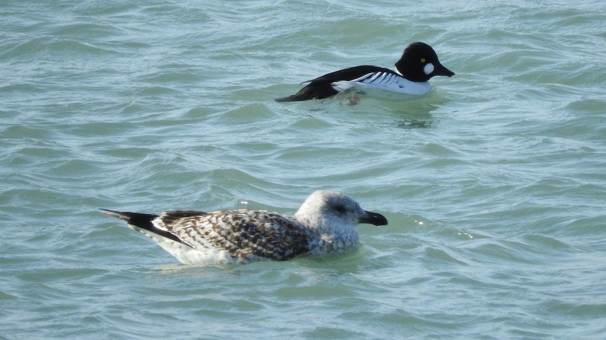 Great Black-backed Gull - ML48486351