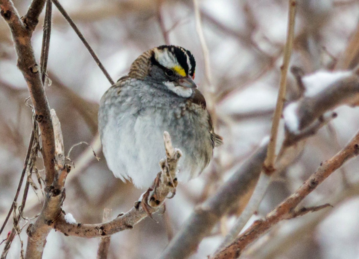 White-throated Sparrow - ML48486371