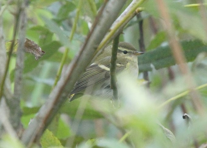 Mosquitero Bilistado - ML484865611