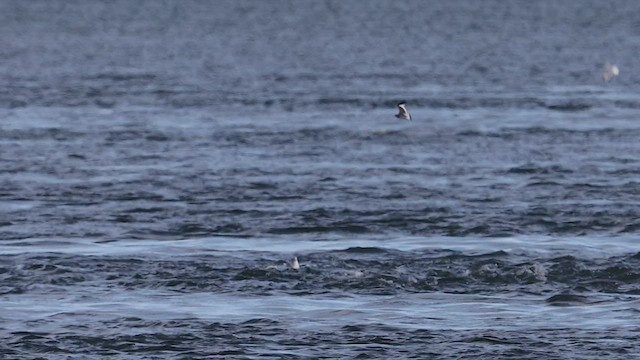 Sabine's Gull - ML484865811