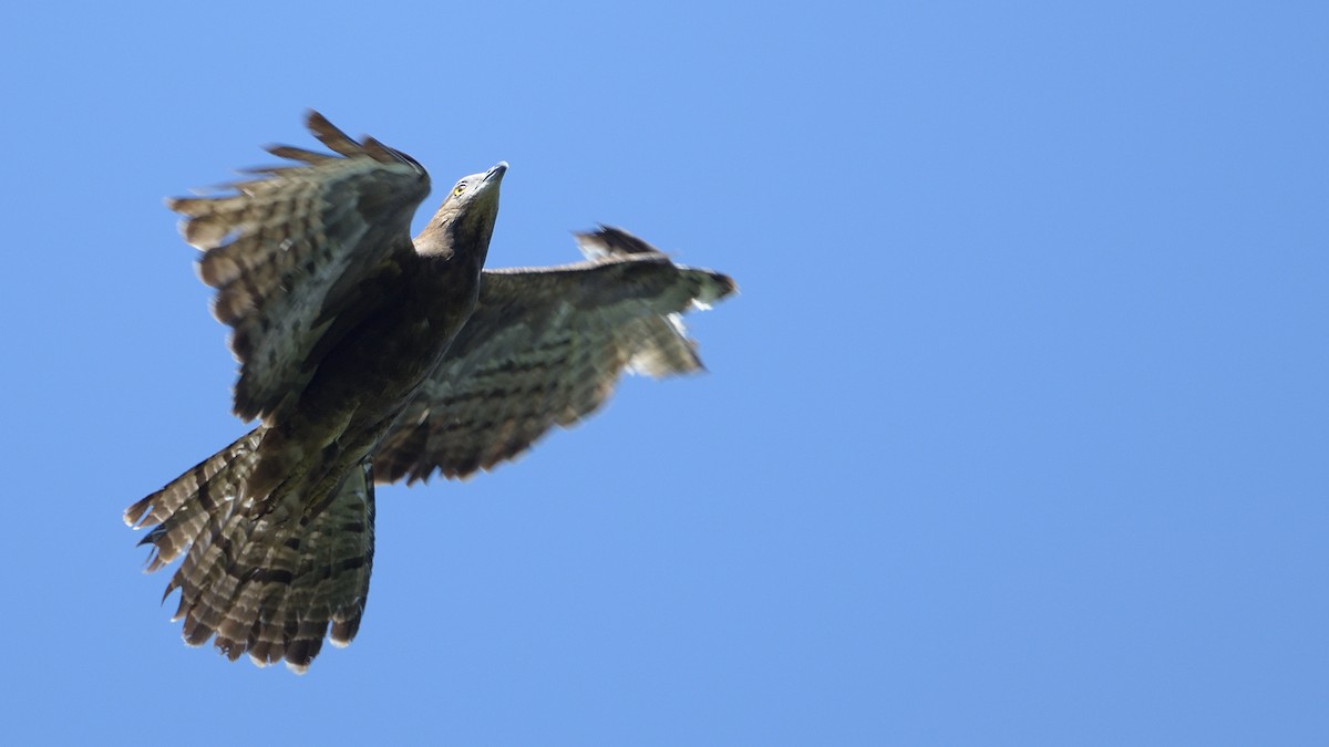 European Honey-buzzard - ML484866171