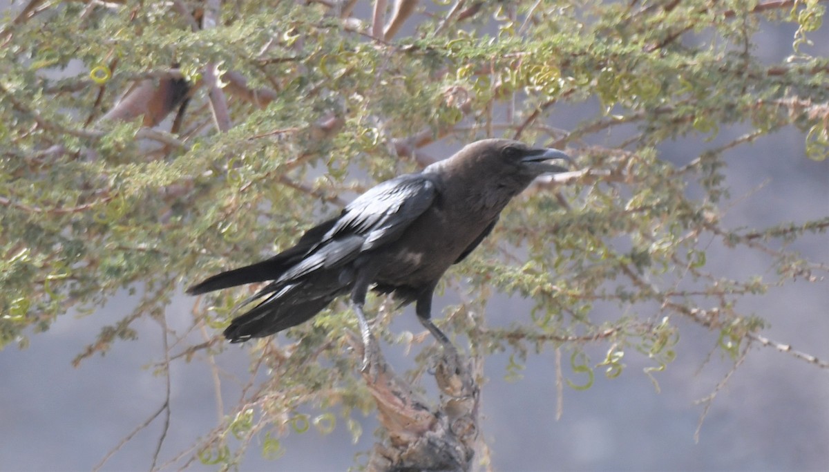 Brown-necked Raven - ML484867411