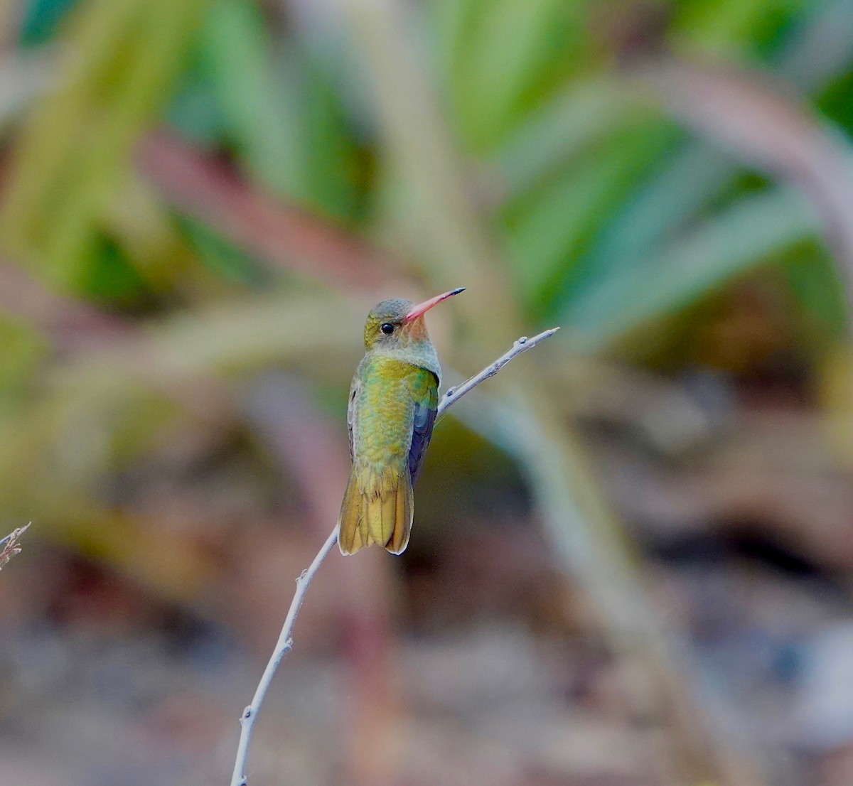 gyllenkolibri - ML484867481