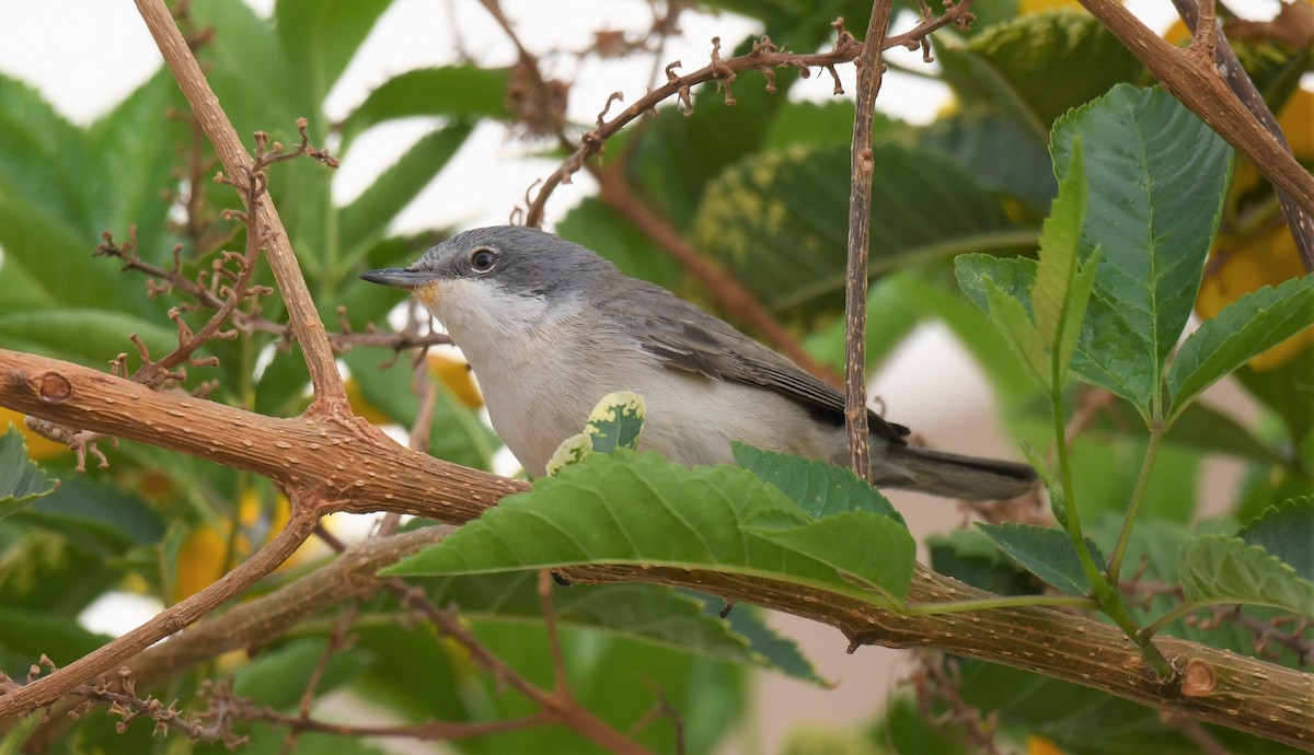 Eastern Orphean Warbler - ML484868041