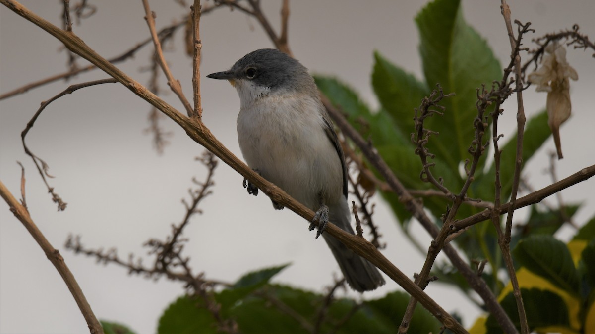 Eastern Orphean Warbler - Viorel-Ilie ARGHIUS