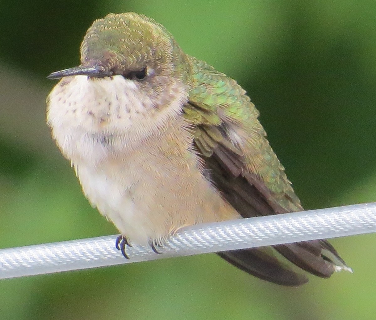 Ruby-throated Hummingbird - James Hirtle