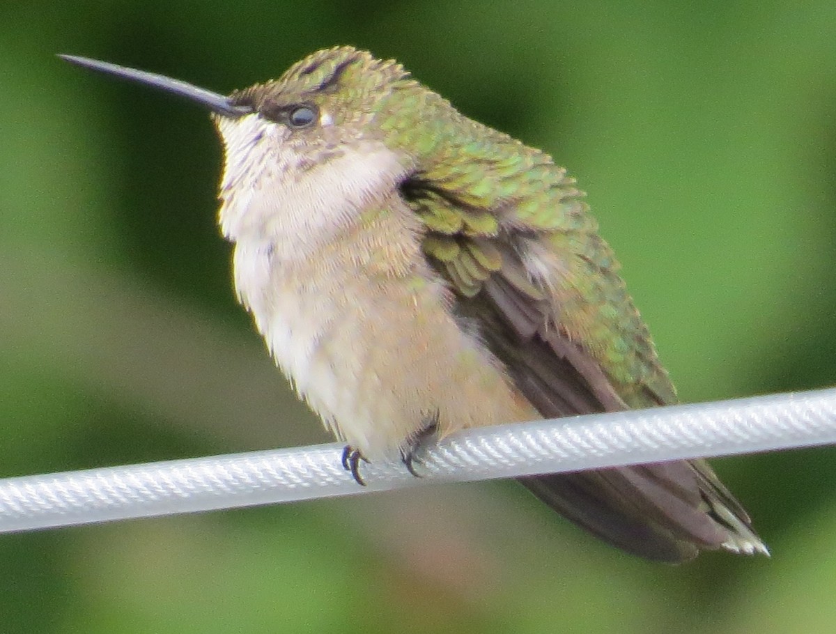 Ruby-throated Hummingbird - James Hirtle