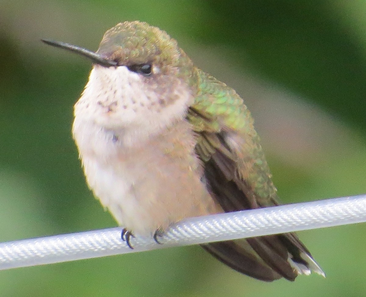 Colibri à gorge rubis - ML484868531