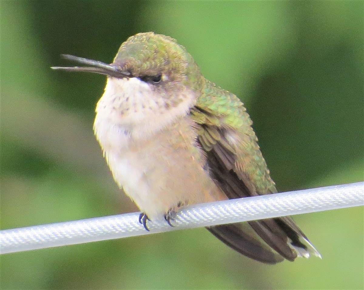 Colibri à gorge rubis - ML484868611