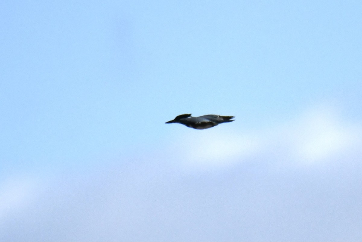 Belted Kingfisher - ML484870171