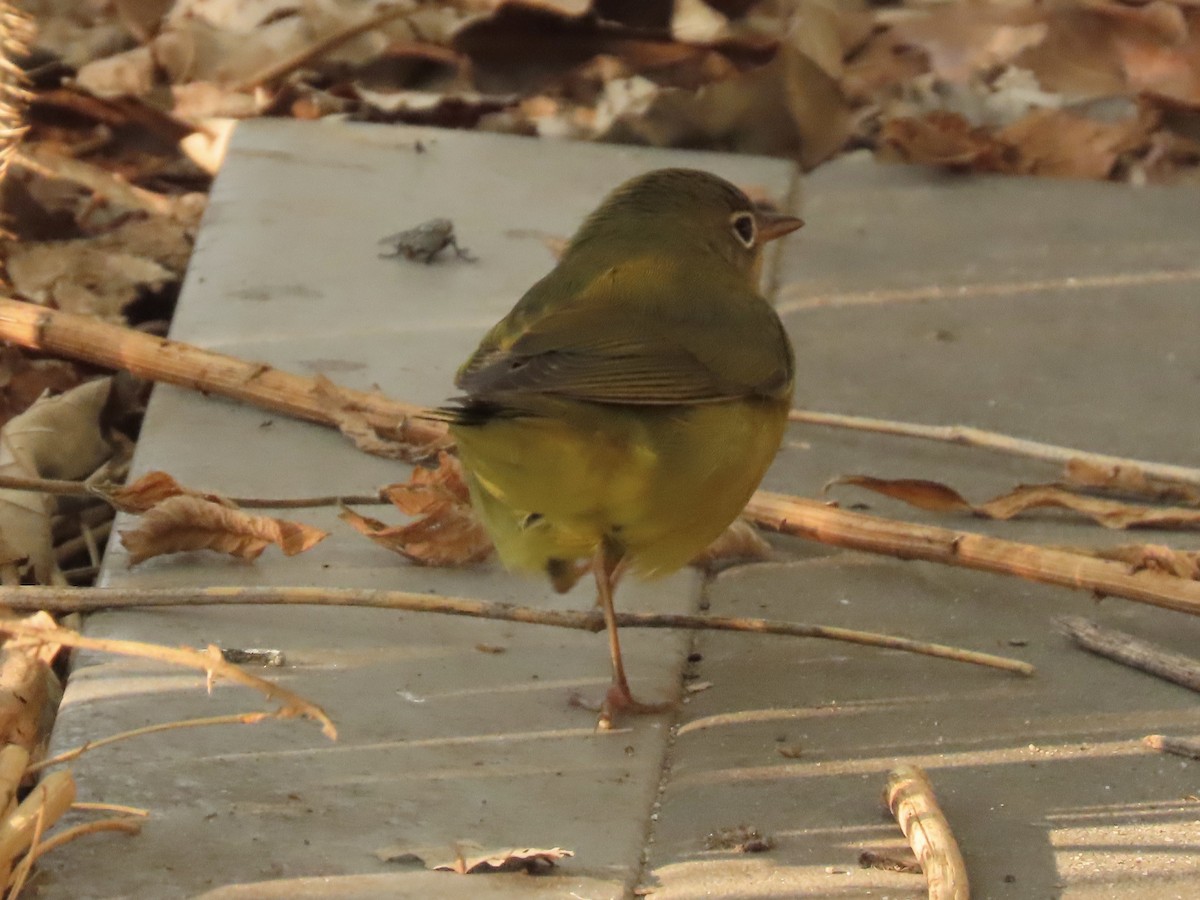 Connecticut Warbler - ML484870901