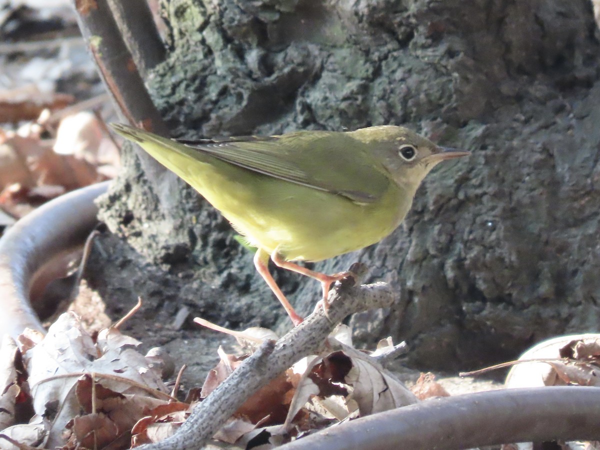 Connecticut Warbler - ML484870921