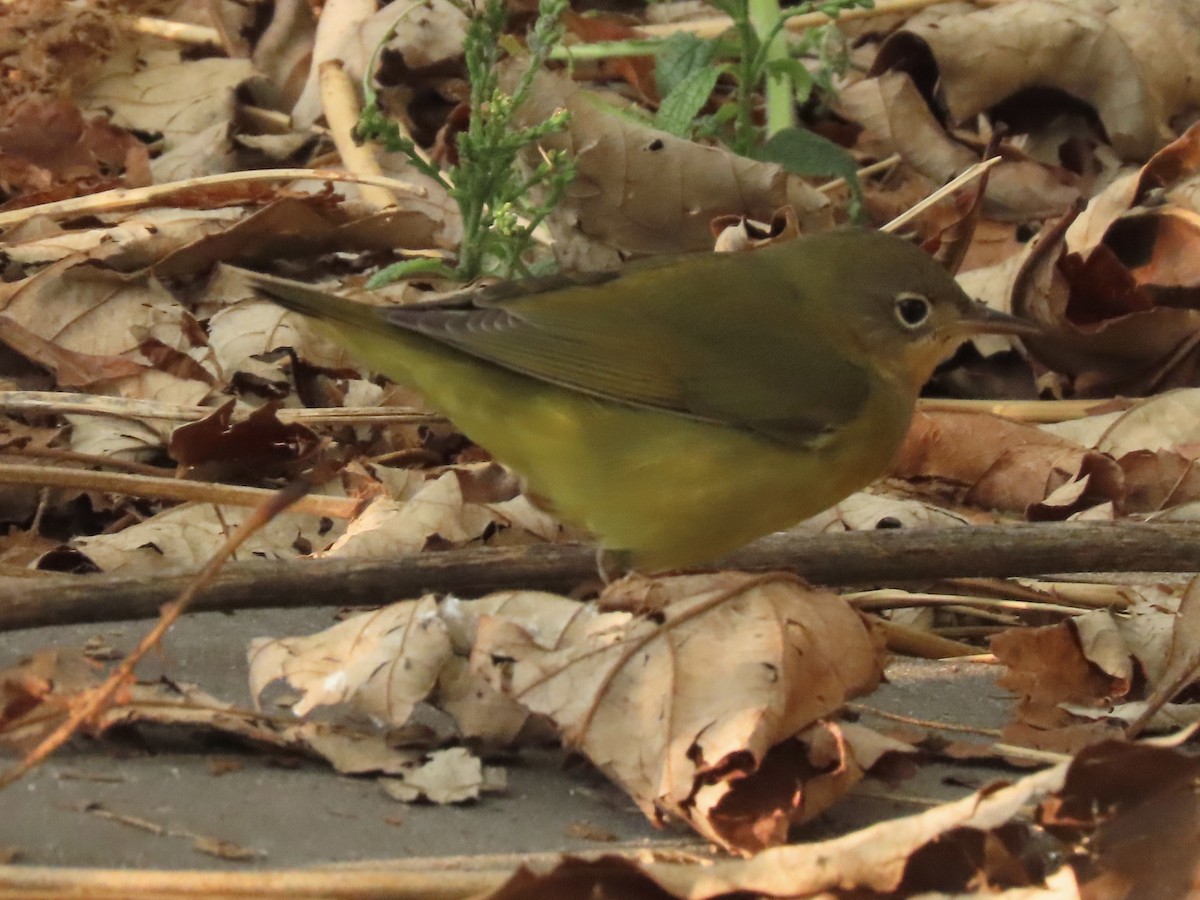 Connecticut Warbler - ML484870931