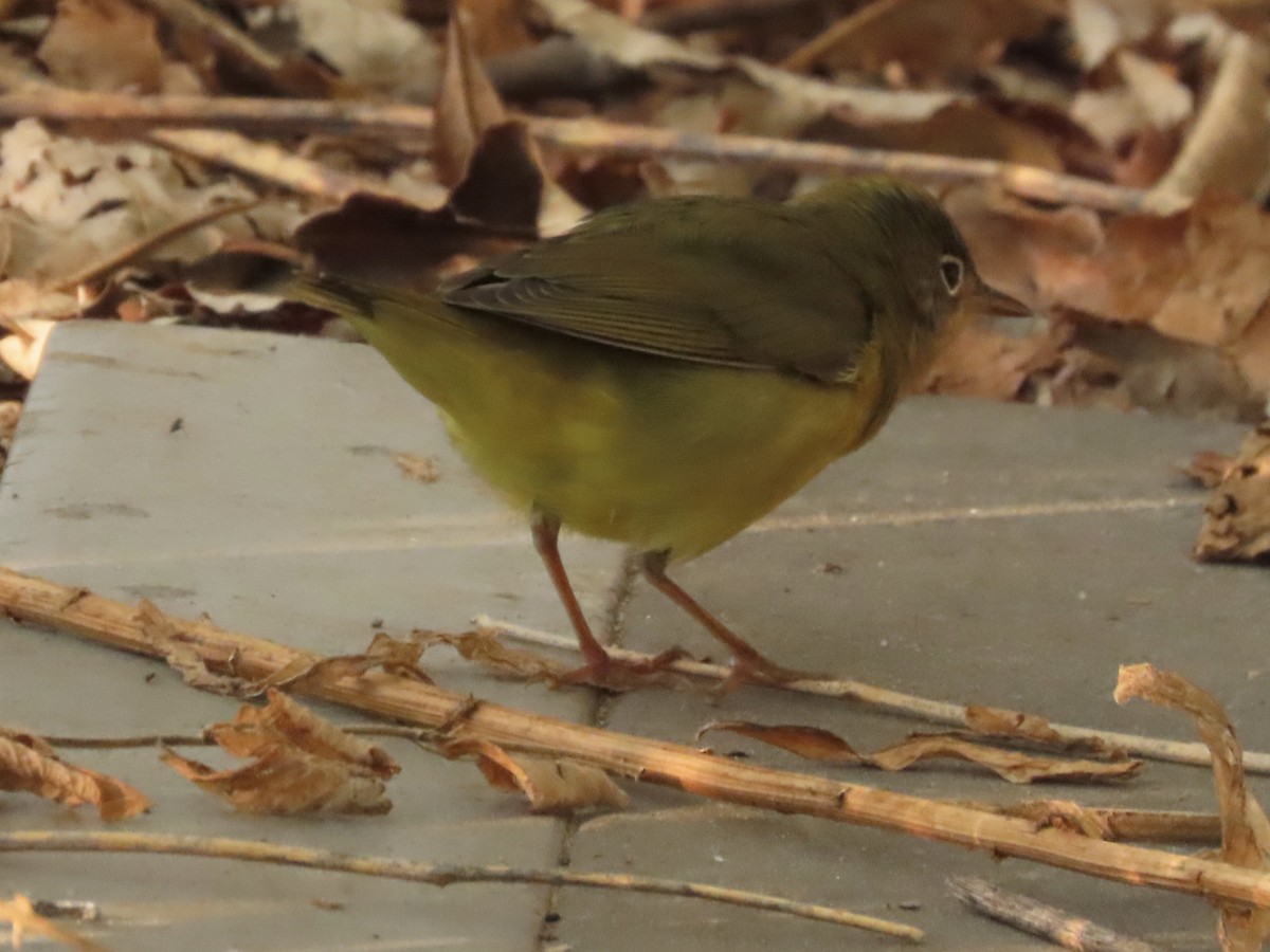 Connecticut Warbler - ML484870941