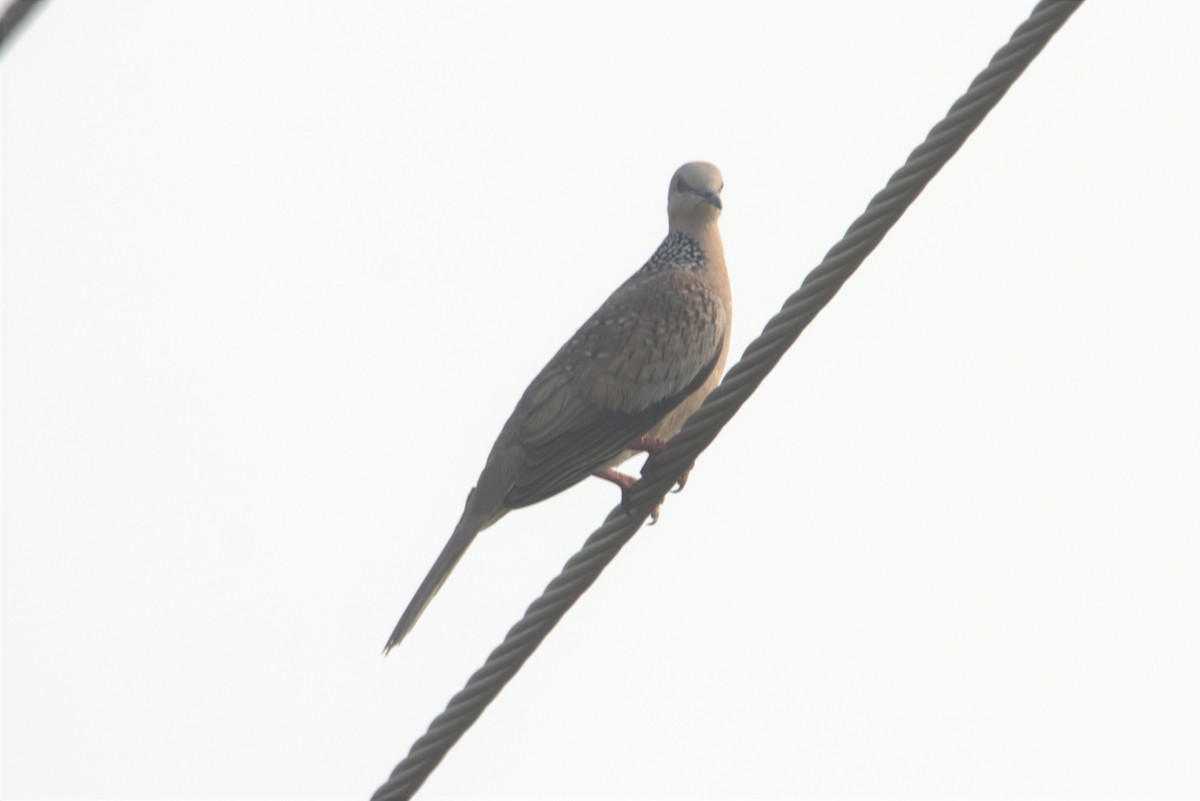 Spotted Dove - Ajay Sarvagnam