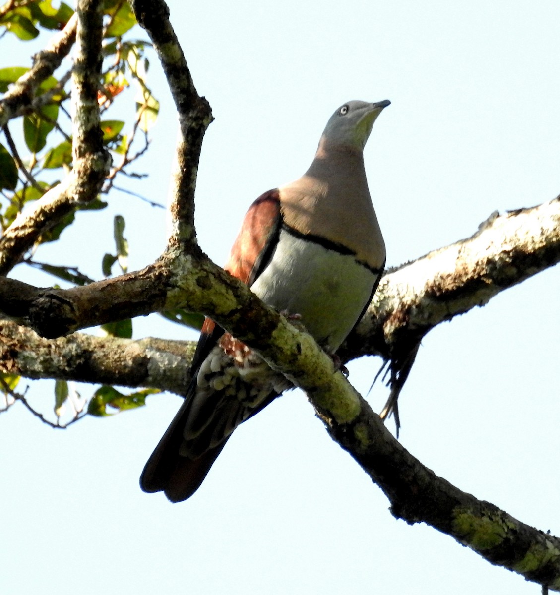 Zoe's Imperial-Pigeon - ML484872821