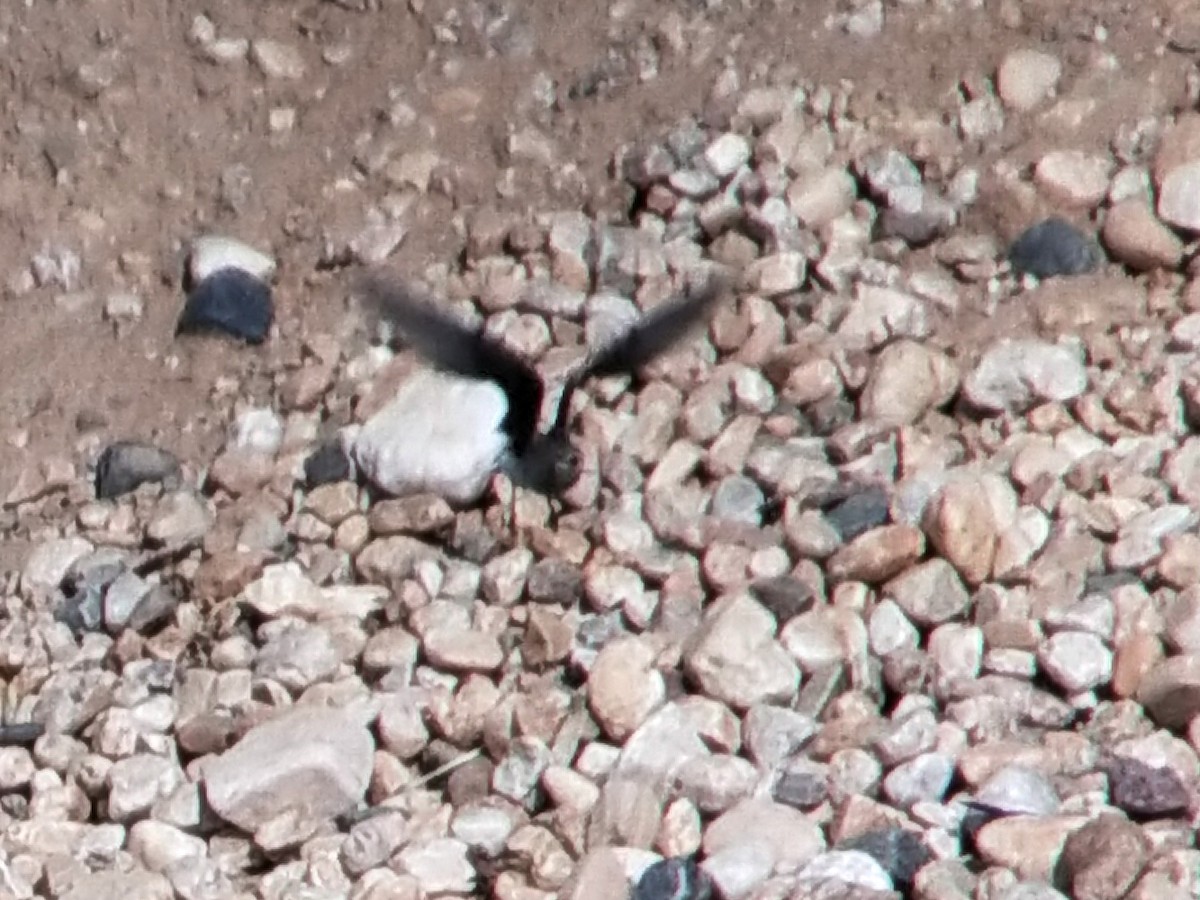 Black-winged Pratincole - ML484872861