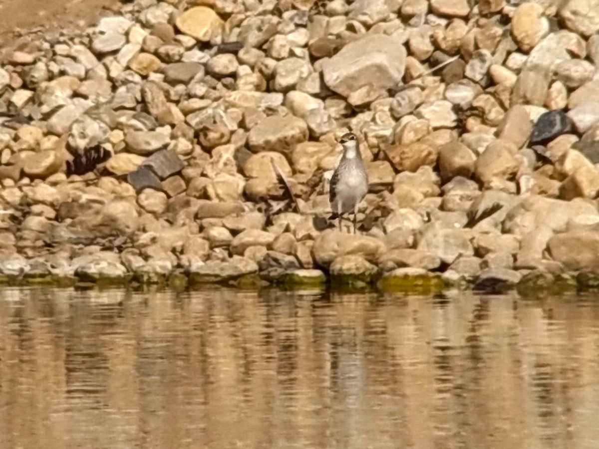 Black-winged Pratincole - ML484872871