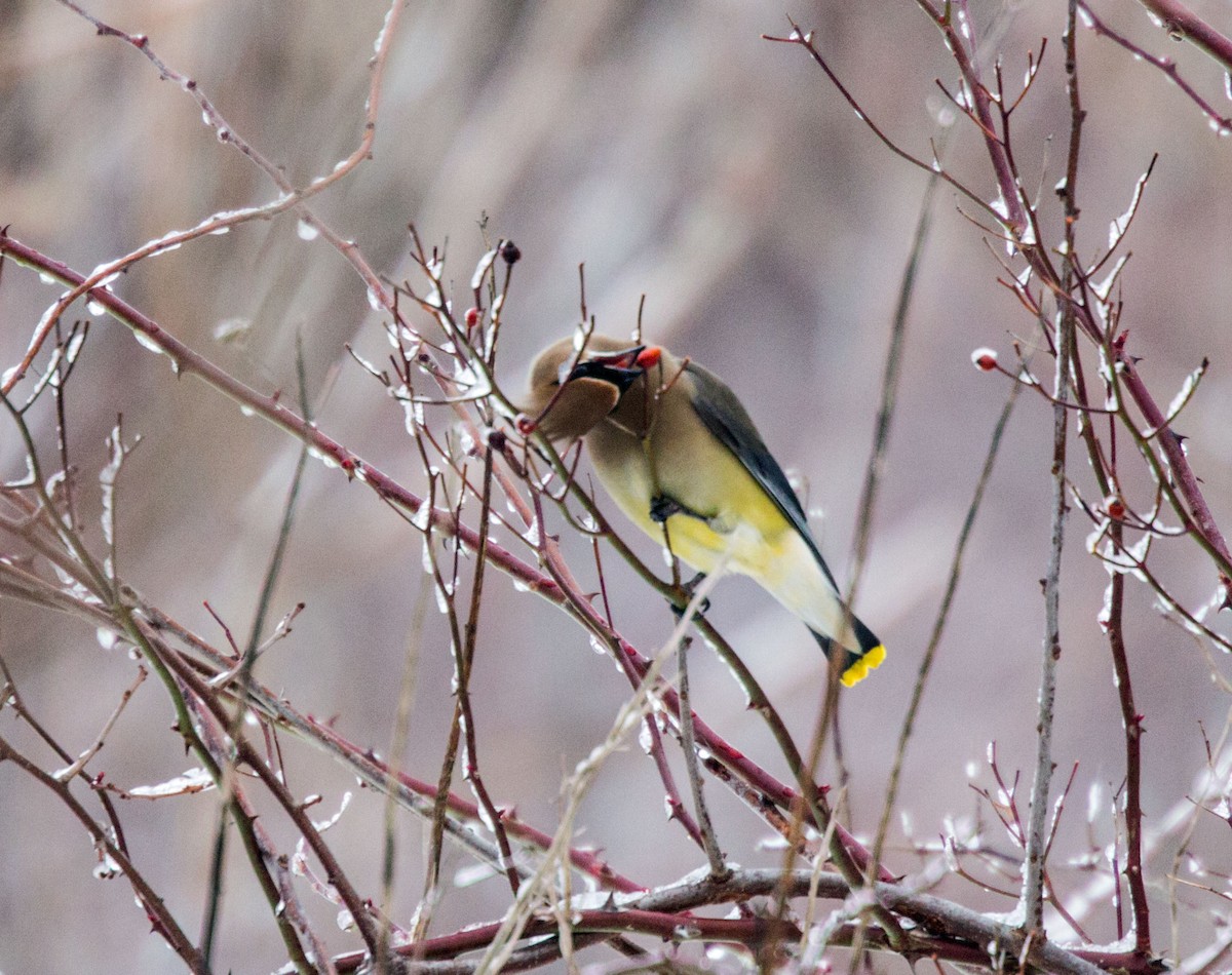 Cedar Waxwing - ML48487311