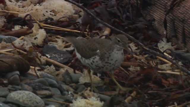 Spotted Sandpiper - ML484875