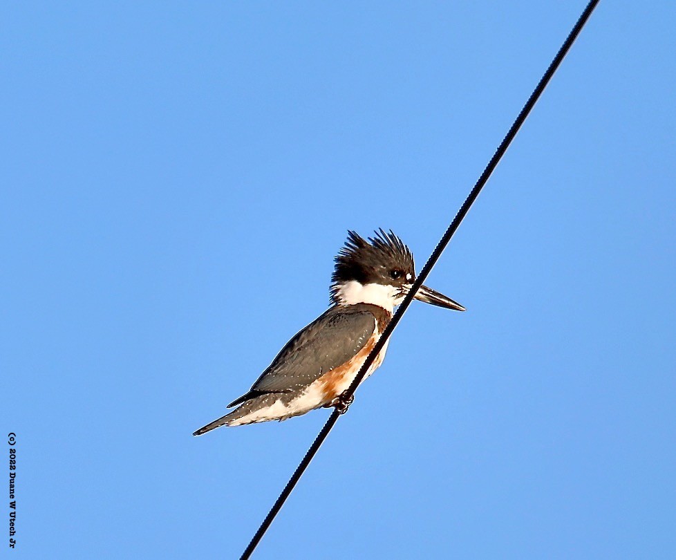 Gürtelfischer - ML484875431
