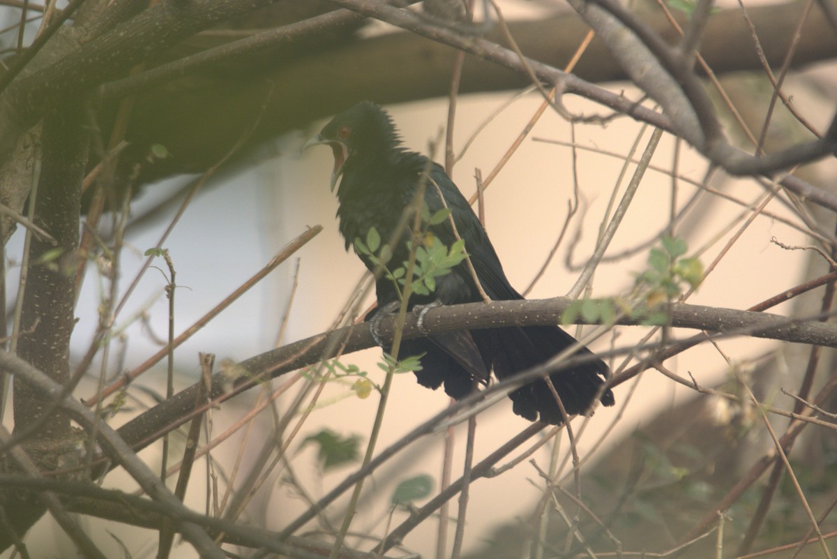 Asian Koel - ML484875561