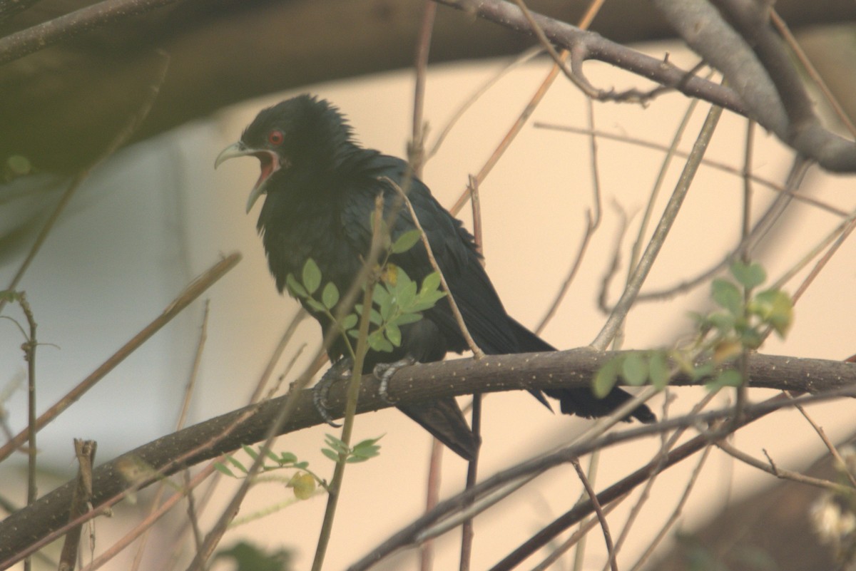 Asian Koel - Ajay Sarvagnam