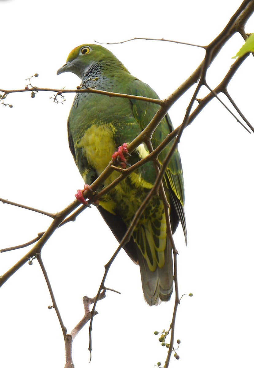 Superb Fruit-Dove - ML484876201