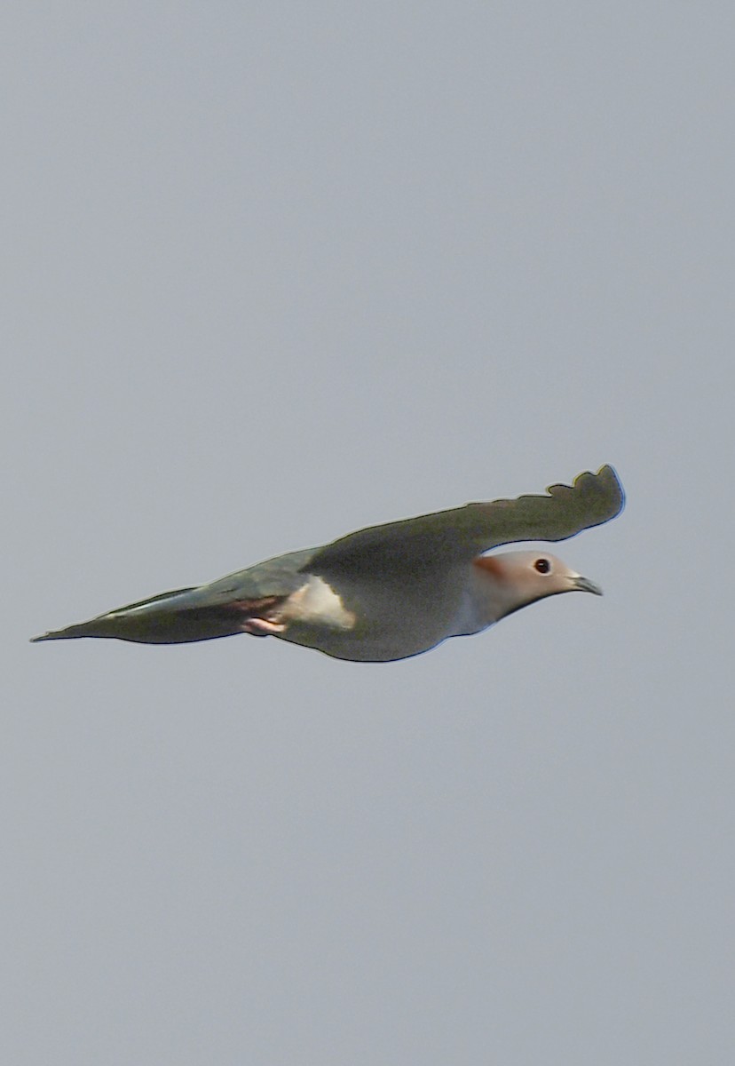 Green Imperial-Pigeon - norman wu