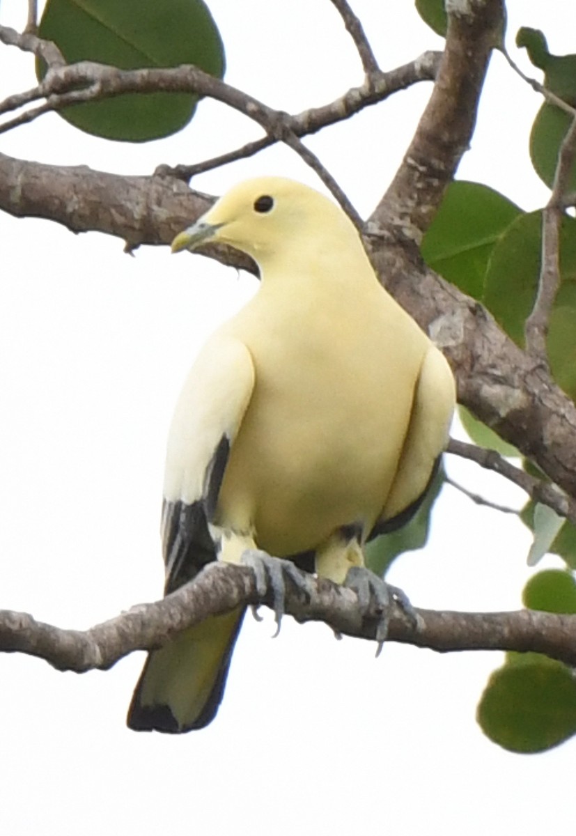 Silver-tipped Imperial-Pigeon - ML484876631