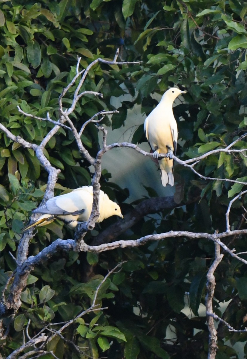 Silver-tipped Imperial-Pigeon - ML484876651