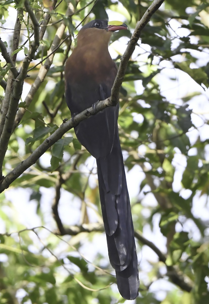 Yellow-billed Malkoha - ML484876781