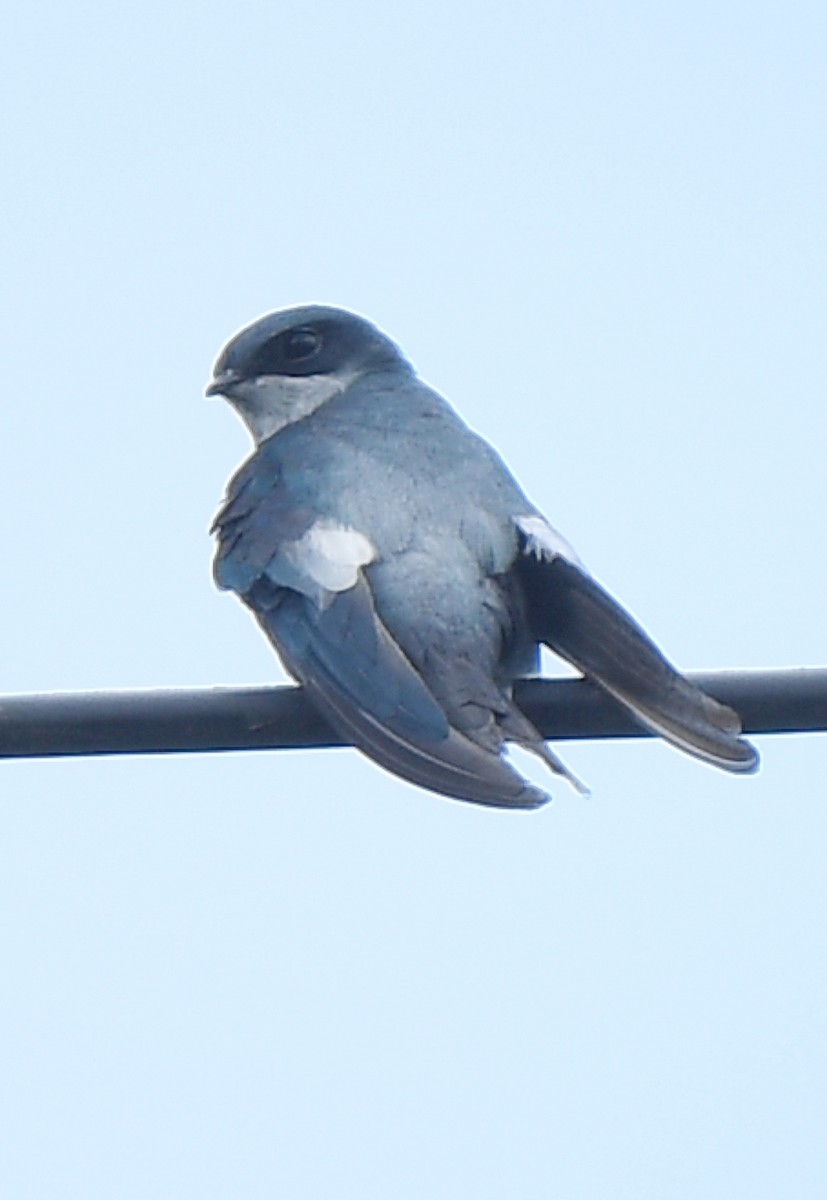 Gray-rumped Treeswift - ML484876811