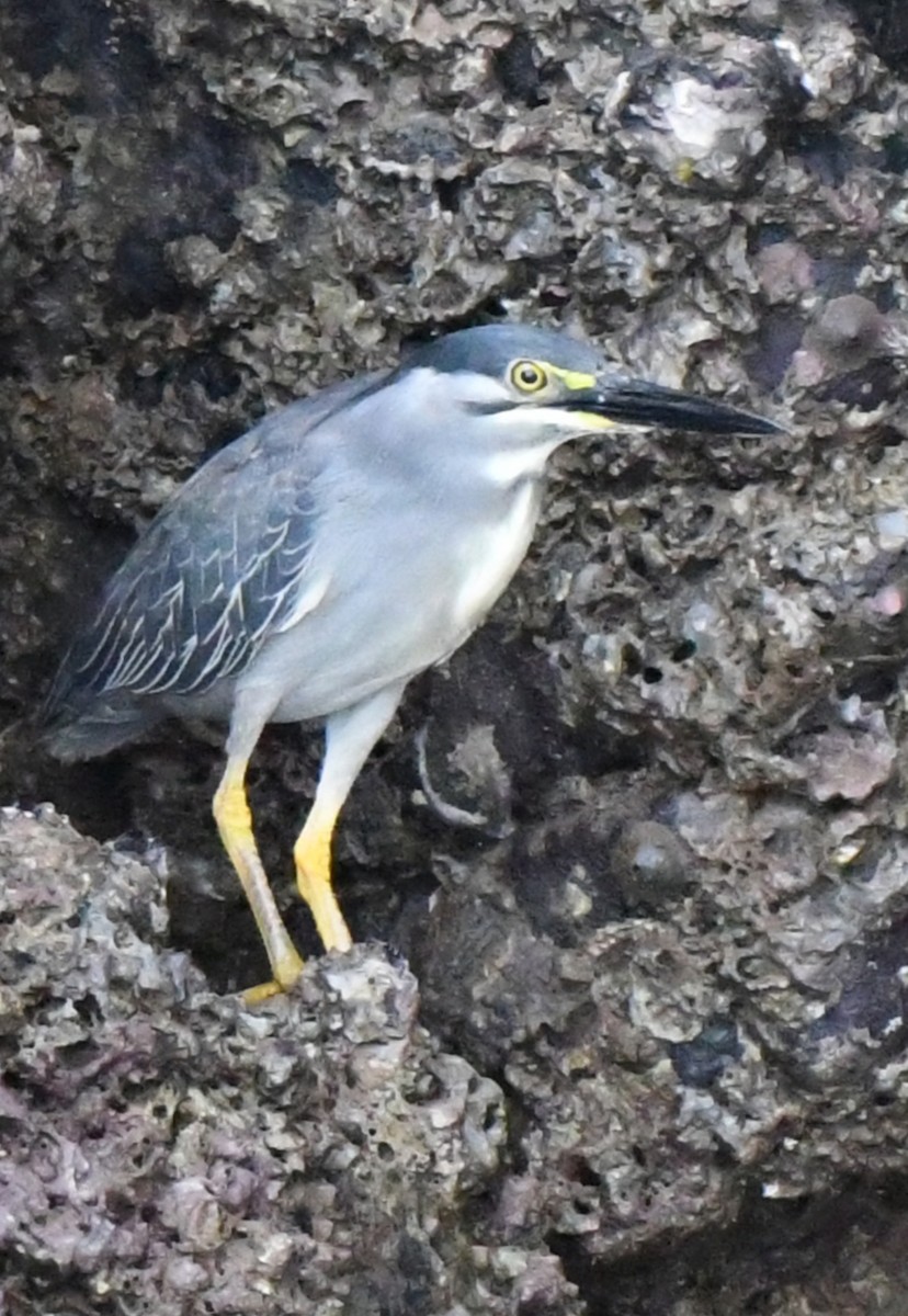 Striated Heron - ML484877171