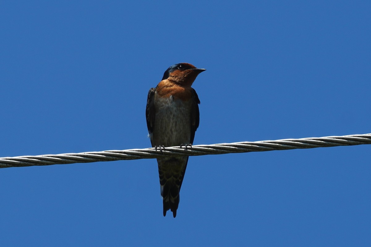 Pacific Swallow - ML484877281