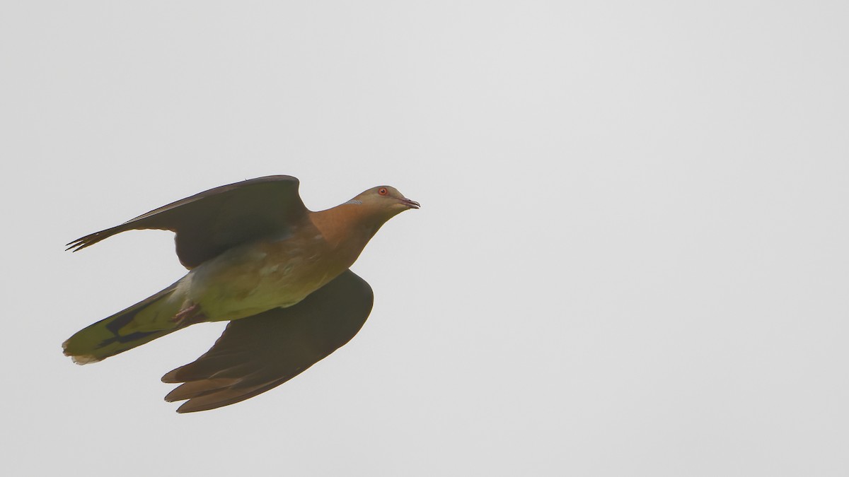 Oriental Turtle-Dove - ML484877701