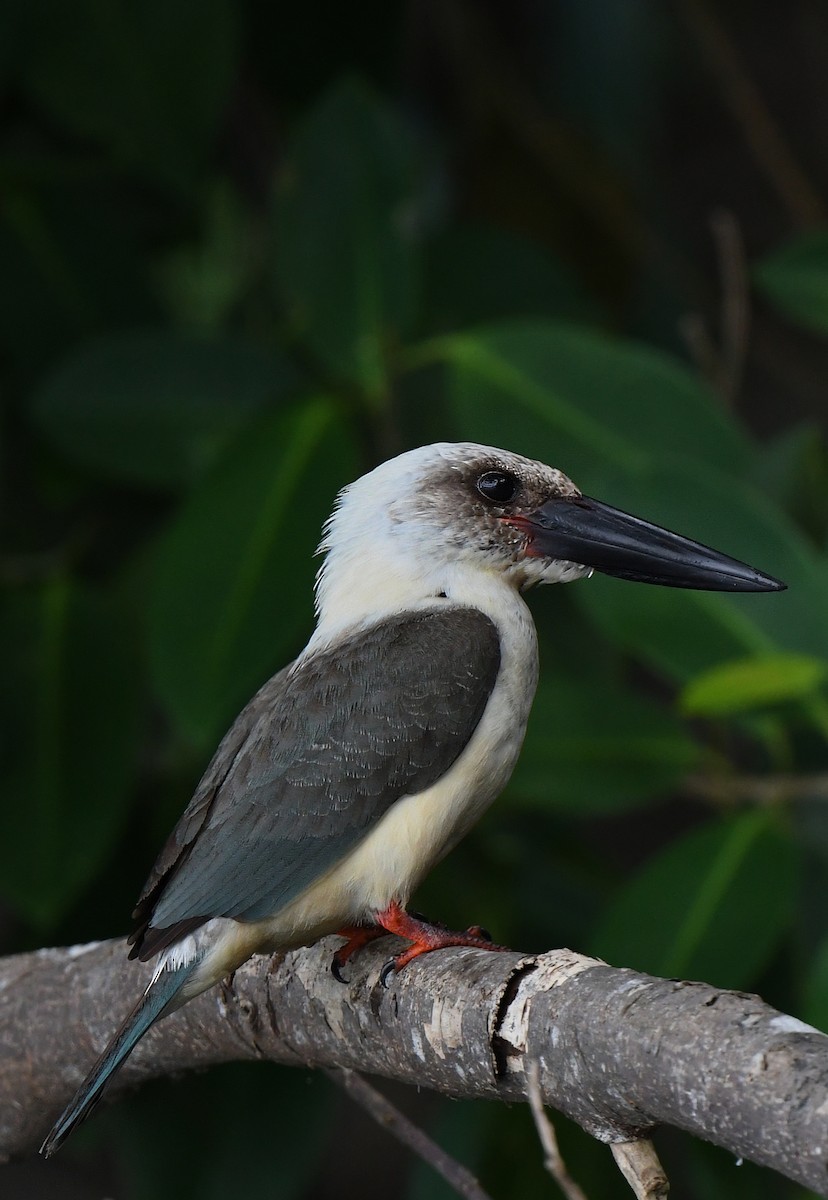 Great-billed Kingfisher - ML484877751