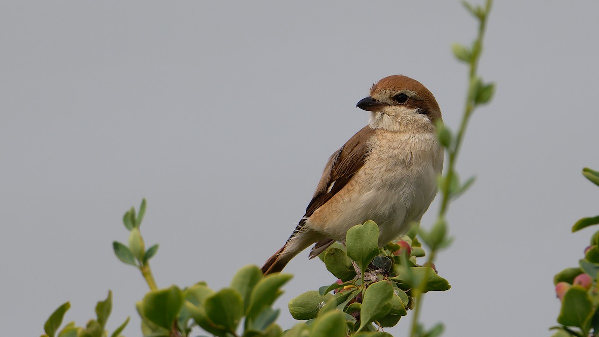 Red-tailed Shrike - ML484877761