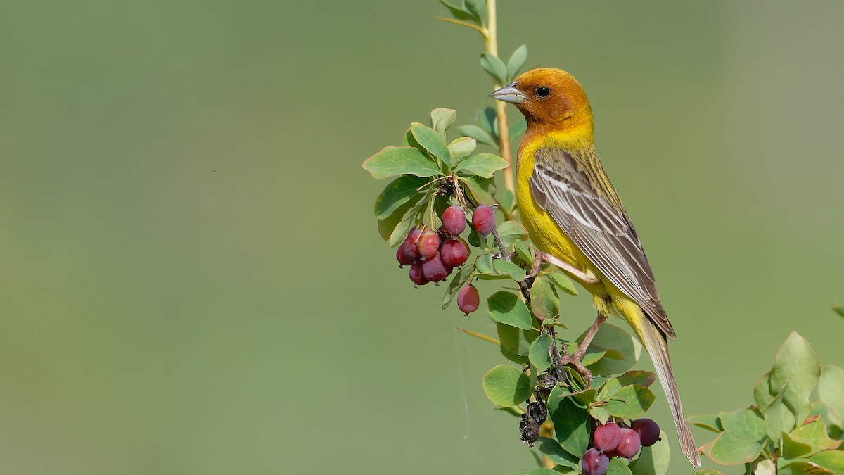 Red-headed Bunting - ML484877801