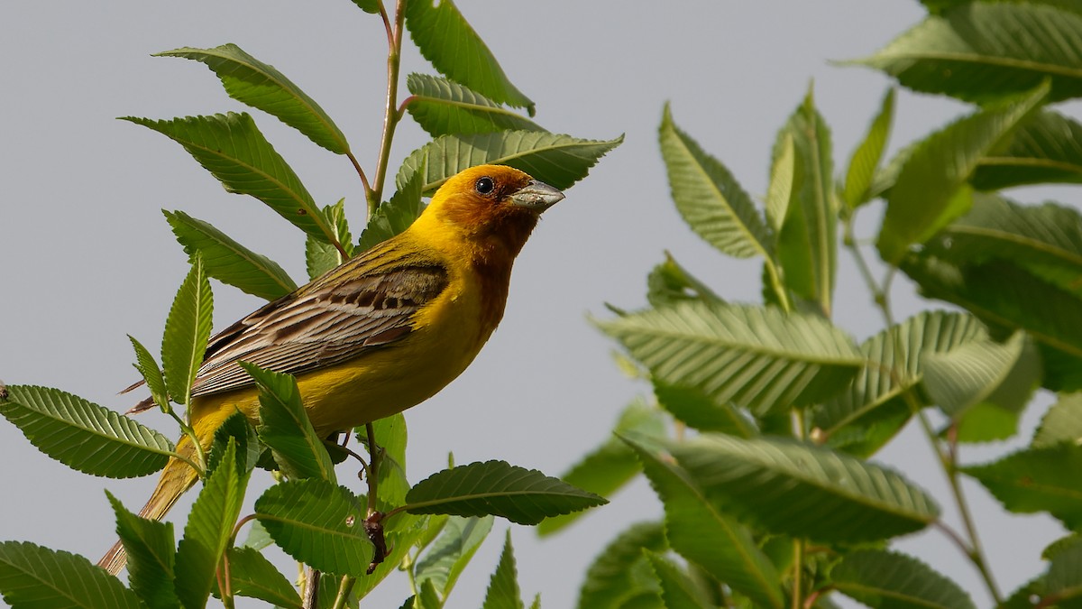 Red-headed Bunting - ML484877811