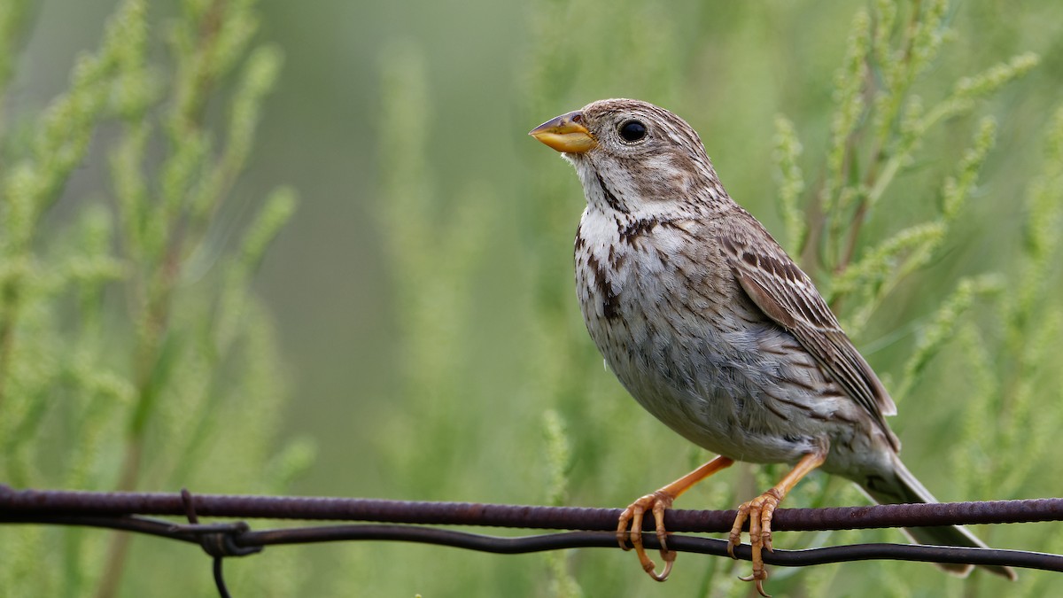 Corn Bunting - ML484877901