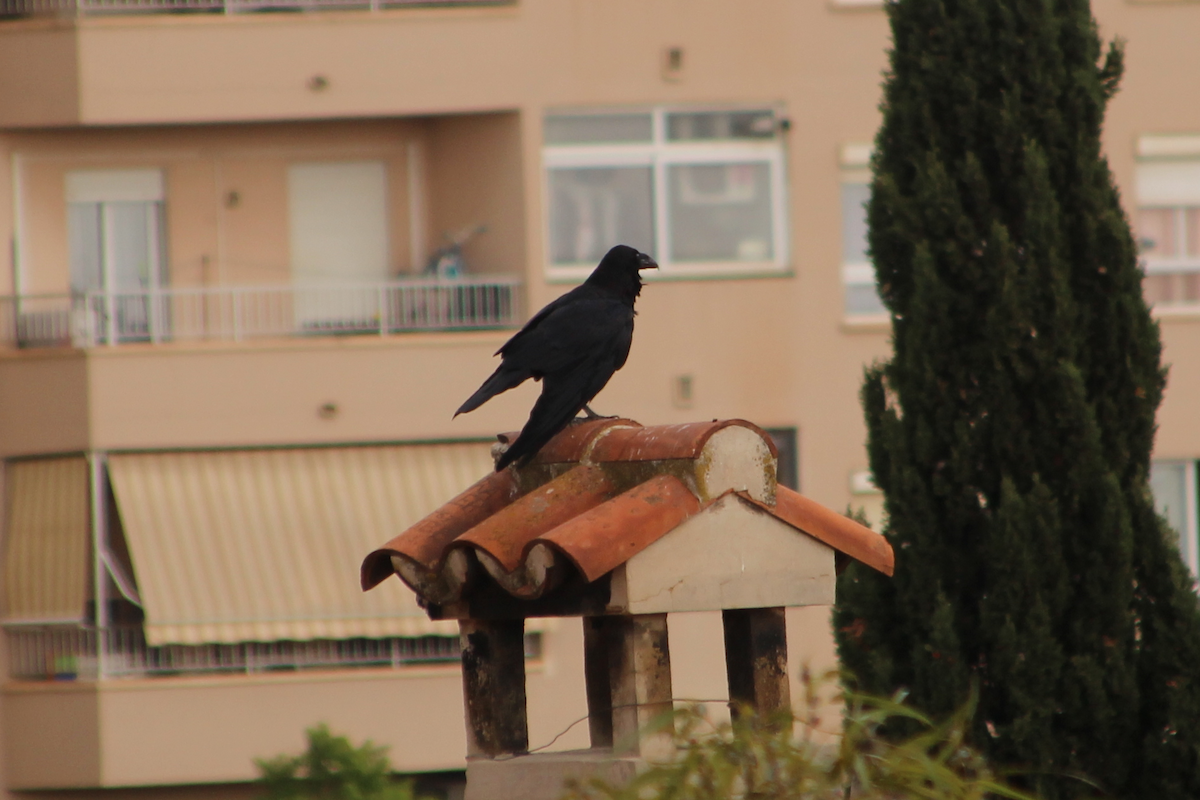 Common Raven - ML484878741