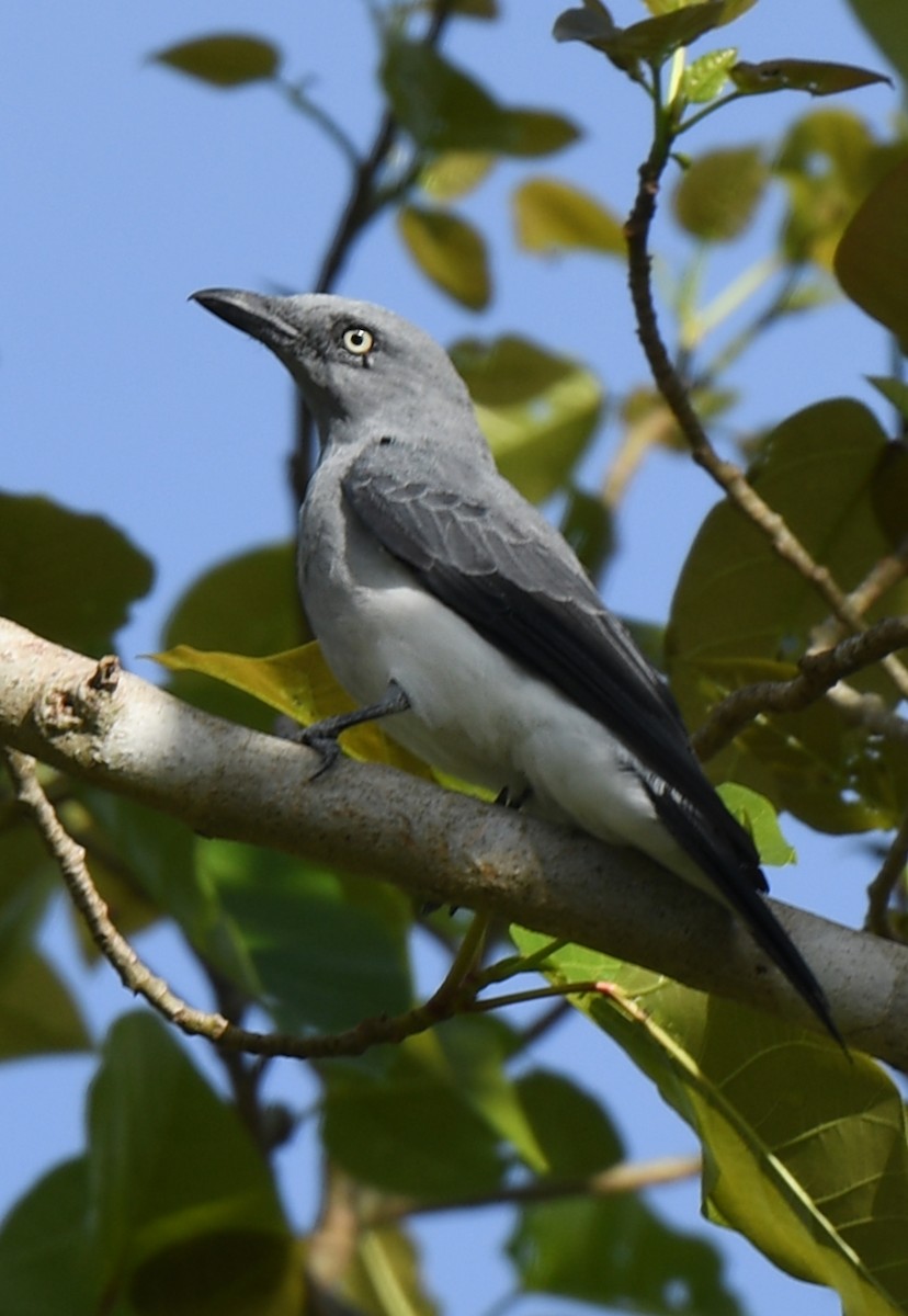 White-rumped Cuckooshrike - ML484878811