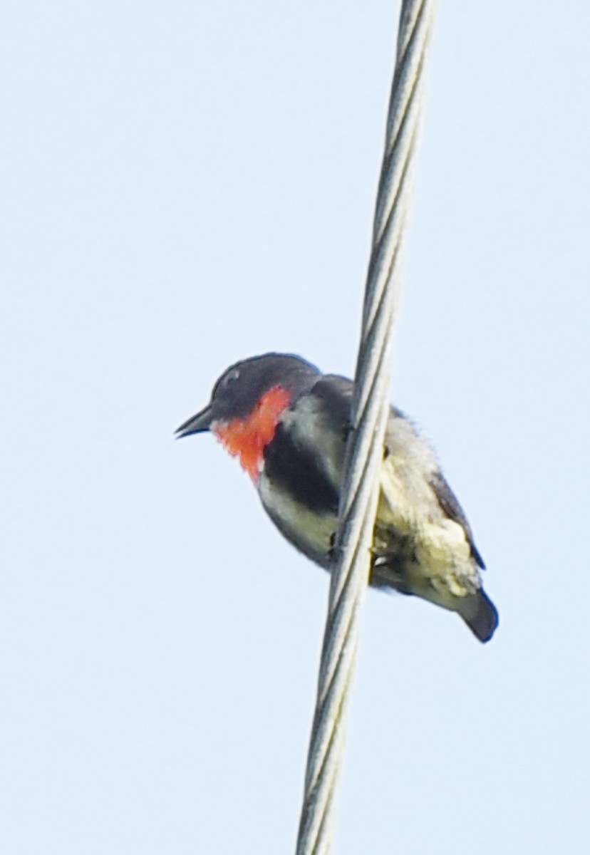 Gray-sided Flowerpecker - ML484879611