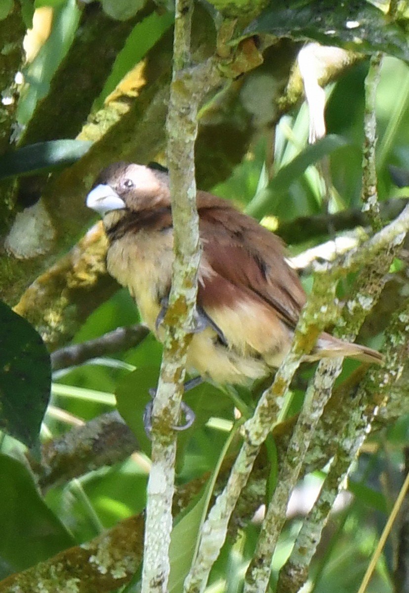 Chestnut Munia - ML484879921