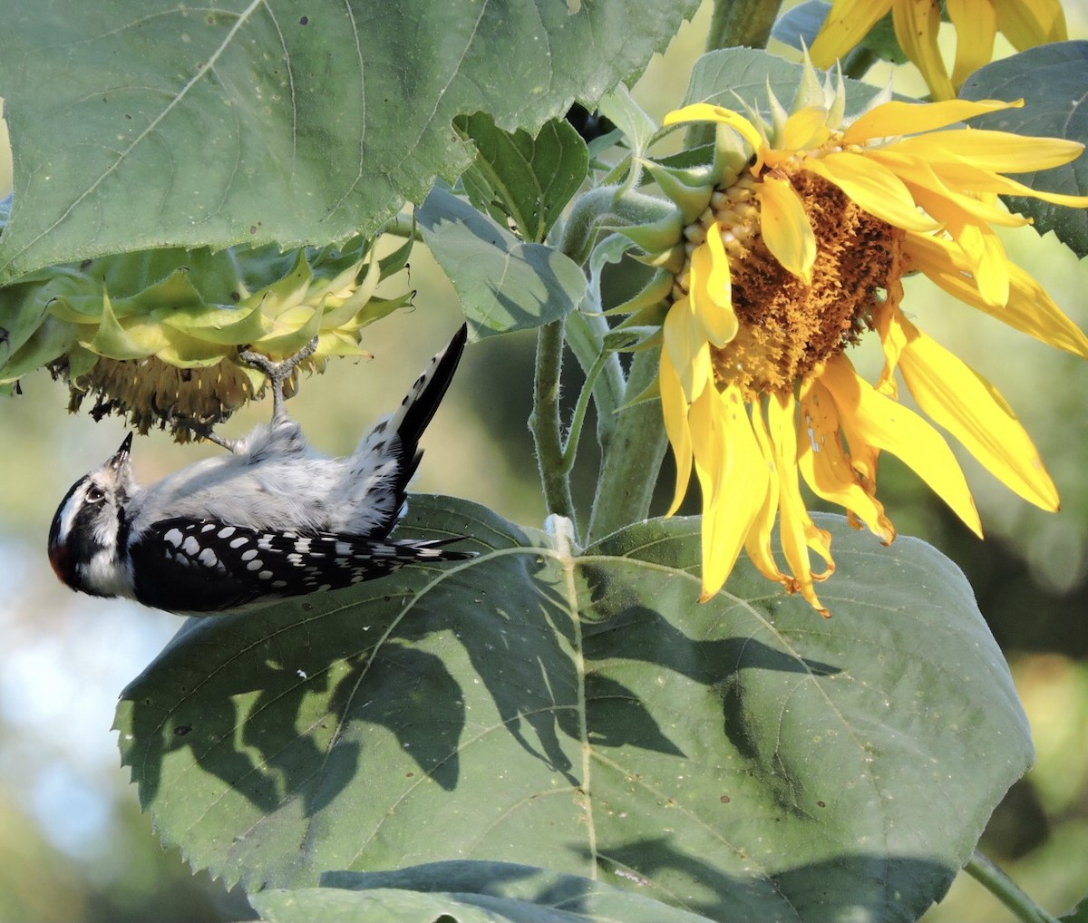 Downy Woodpecker - ML484880571