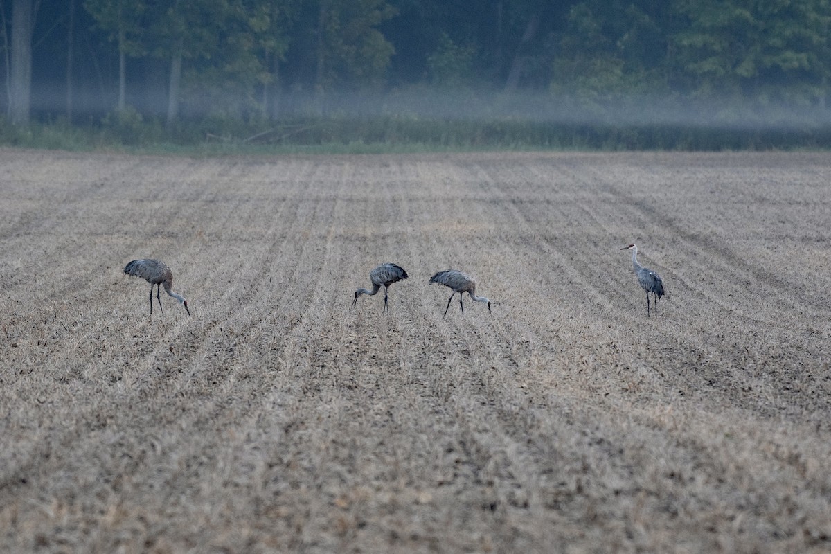 Sandhill Crane - ML484881031