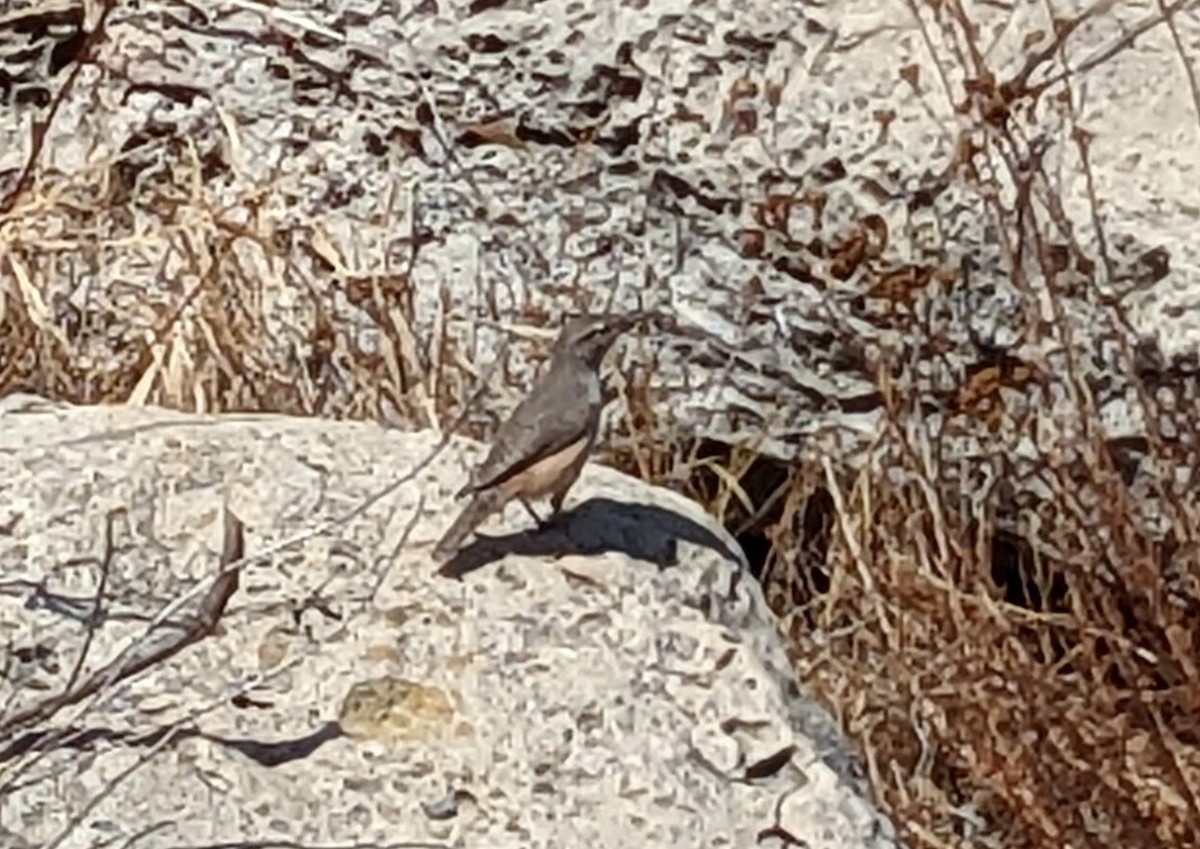 Rock Wren - ML484883531