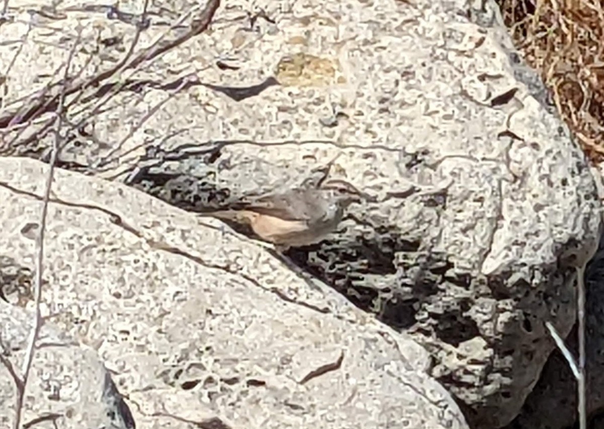 Rock Wren - ML484883551