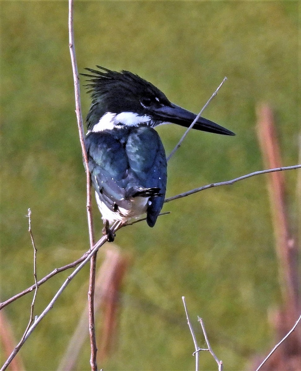 Amazon Kingfisher - ML484884941